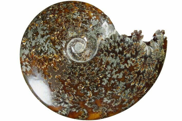 Polished Ammonite (Cleoniceras) Fossil - Madagascar #185488